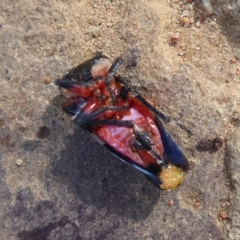 Eurymela distincta at Majura, ACT - 23 Apr 2019