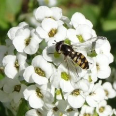 Melangyna viridiceps (Hover fly) at Molonglo Valley, ACT - 14 Apr 2019 by JanetRussell