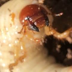 Scarabaeidae sp. (family) (Scarab beetle, curl grub) at Monash, ACT - 22 Apr 2019 by jackQ