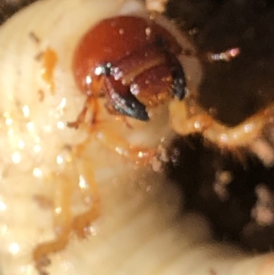 Scarabaeidae (family) (Scarab beetle, curl grub) at Monash, ACT - 22 Apr 2019 by jackQ