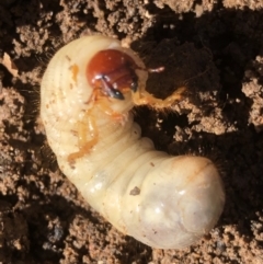 Scarabaeidae (family) at Monash, ACT - 22 Apr 2019