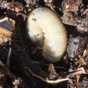 Scarabaeidae (family) at Monash, ACT - 22 Apr 2019 11:05 AM