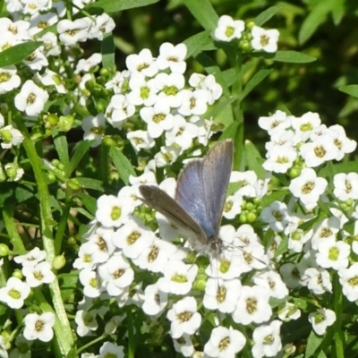 Zizina otis (Common Grass-Blue) at Molonglo Valley, ACT - 14 Apr 2019 by JanetRussell