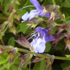 Amegilla sp. (genus) (Blue Banded Bee) at Molonglo Valley, ACT - 14 Apr 2019 by JanetRussell