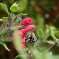 Amegilla sp. (genus) (Blue Banded Bee) at National Arboretum Forests - 14 Apr 2019 by JanetRussell