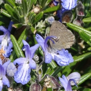 Zizina otis at Molonglo Valley, ACT - 14 Apr 2019