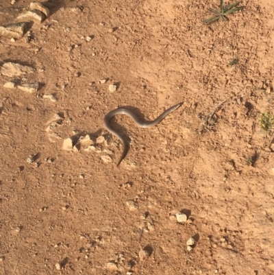 Lialis burtonis (Burton's Snake-lizard) at Pine Island to Point Hut - 23 Apr 2019 by Ezza31784