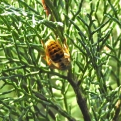 Vespula germanica (European wasp) at ANBG - 23 Apr 2019 by RodDeb