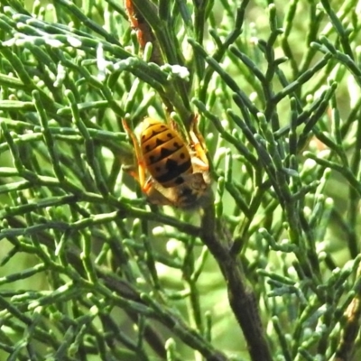 Vespula germanica (European wasp) at Acton, ACT - 23 Apr 2019 by RodDeb