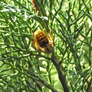 Vespula germanica at Acton, ACT - 23 Apr 2019