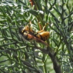 Vespula germanica at Acton, ACT - 23 Apr 2019 01:44 PM