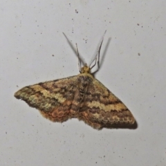 Scopula rubraria (Reddish Wave, Plantain Moth) at Macarthur, ACT - 23 Apr 2019 by RodDeb