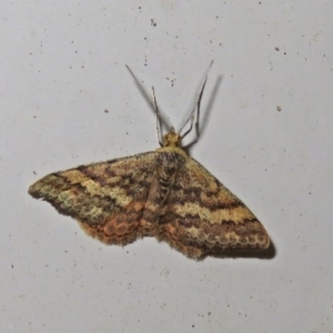 Scopula rubraria at Macarthur, ACT - 23 Apr 2019