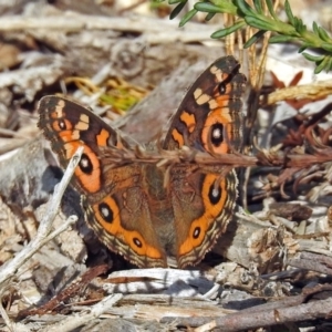 Junonia villida at Acton, ACT - 23 Apr 2019