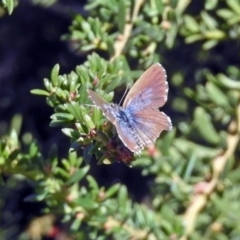 Theclinesthes serpentata (Saltbush Blue) at Acton, ACT - 23 Apr 2019 by RodDeb