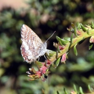 Theclinesthes serpentata at Acton, ACT - 23 Apr 2019