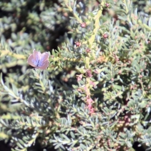 Theclinesthes serpentata at Acton, ACT - 23 Apr 2019