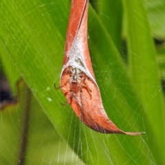 Phonognatha graeffei (Leaf Curling Spider) at Acton, ACT - 23 Apr 2019 by RodDeb