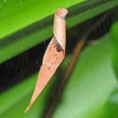 Phonognatha graeffei at Acton, ACT - 23 Apr 2019