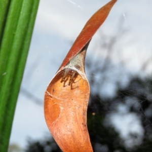 Phonognatha graeffei at Acton, ACT - 23 Apr 2019