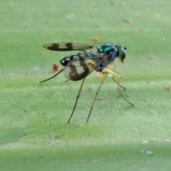 Austrosciapus connexus (Green long-legged fly) at ANBG - 23 Apr 2019 by RodDeb