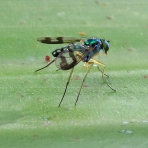 Austrosciapus connexus at Acton, ACT - 23 Apr 2019