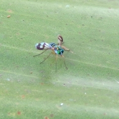 Austrosciapus connexus at Acton, ACT - 23 Apr 2019 02:59 PM