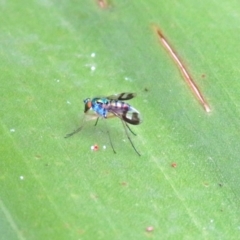 Austrosciapus connexus at Acton, ACT - 23 Apr 2019