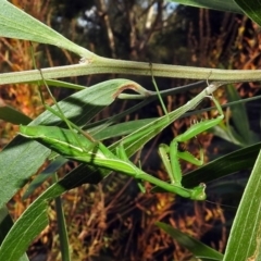 Pseudomantis albofimbriata (False garden mantis) at ANBG - 23 Apr 2019 by RodDeb