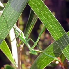 Pseudomantis albofimbriata at Acton, ACT - 23 Apr 2019