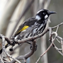 Phylidonyris novaehollandiae (New Holland Honeyeater) at ANBG - 23 Apr 2019 by RodDeb