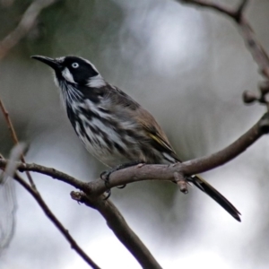 Phylidonyris novaehollandiae at Acton, ACT - 23 Apr 2019