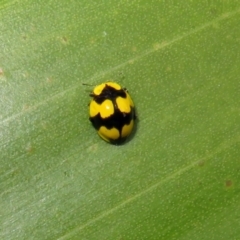 Illeis galbula (Fungus-eating Ladybird) at ANBG - 23 Apr 2019 by RodDeb