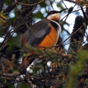 Acanthorhynchus tenuirostris at Hackett, ACT - 23 Apr 2019