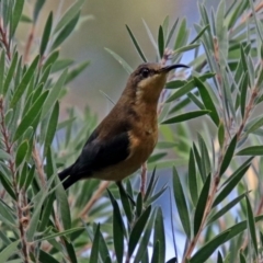 Acanthorhynchus tenuirostris at Hackett, ACT - 23 Apr 2019