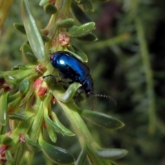 Altica sp. (genus) (Flea beetle) at ANBG - 23 Apr 2019 by RodDeb