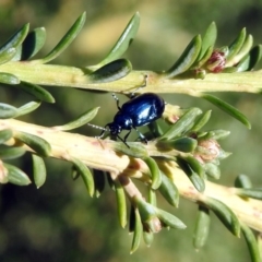 Altica sp. (genus) at Acton, ACT - 23 Apr 2019 12:59 PM