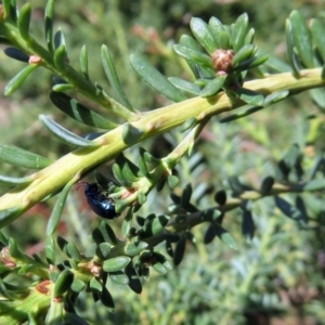 Altica sp. (genus) at Acton, ACT - 23 Apr 2019