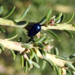 Altica sp. (genus) at Acton, ACT - 23 Apr 2019 12:59 PM