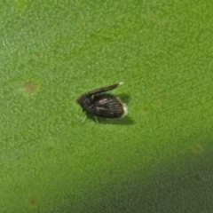 Psychodidae sp. (family) (Moth Fly, Drain Fly) at ANBG - 23 Apr 2019 by RodDeb