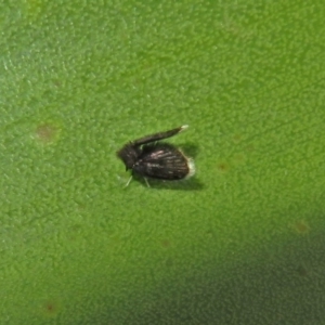 Psychodidae sp. (family) at Acton, ACT - 23 Apr 2019