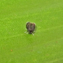 Psychodidae sp. (family) at Acton, ACT - 23 Apr 2019