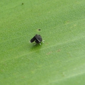 Psychodidae sp. (family) at Acton, ACT - 23 Apr 2019