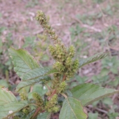 Amaranthus retroflexus (Redroot Amaranth) at Tennent, ACT - 13 Apr 2019 by MichaelBedingfield