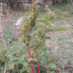 Amaranthus retroflexus at Tennent, ACT - 13 Apr 2019