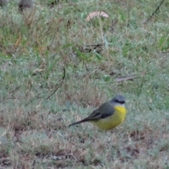 Eopsaltria australis (Eastern Yellow Robin) at Moruya, NSW - 23 Apr 2019 by LisaH