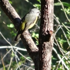 Eopsaltria australis at Moruya, NSW - 24 Apr 2019 09:02 AM