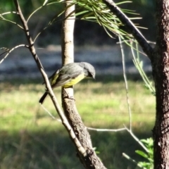 Eopsaltria australis at Moruya, NSW - 24 Apr 2019