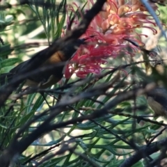 Acanthorhynchus tenuirostris (Eastern Spinebill) at Broulee Moruya Nature Observation Area - 23 Apr 2019 by LisaH