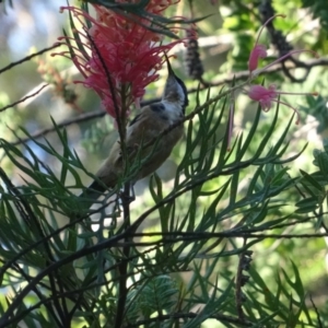 Acanthorhynchus tenuirostris at Moruya, NSW - 24 Apr 2019